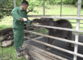 Journey of Karma Raygel, rescued elephant calf thrives under care in Jomotshangkha